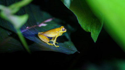 Hourglass Tree Frog (Dendropsophus ebraccatus) Costa Rica