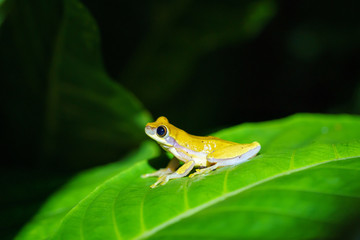 Small-headed tree frog (Hyla microcephala) in Costa Rica