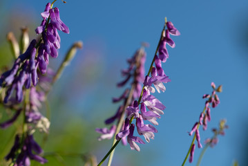 close up of beautiful purple flower of Fumaria officinals