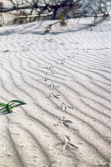Slowinski National Park on the Baltic Sea coast, near Leba, Poland. Beautiful sandy beaches and...