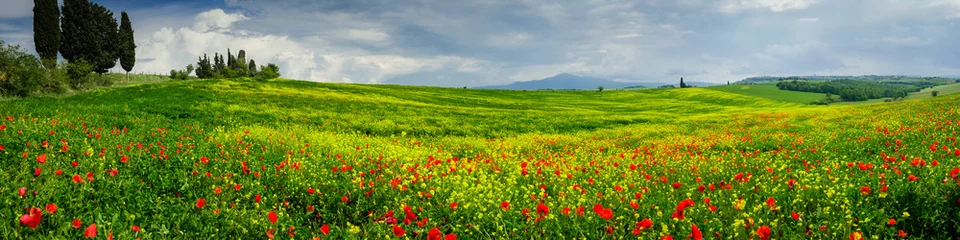 Fototapeten Poppies ist ein Feld in der Toskana, Italien © hipproductions