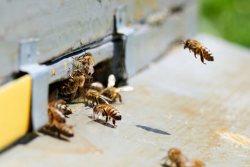 Honey bee in the entrance to a wooden beehive.