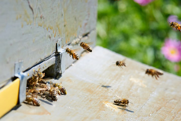 Honey bee in the entrance to a wooden beehive.