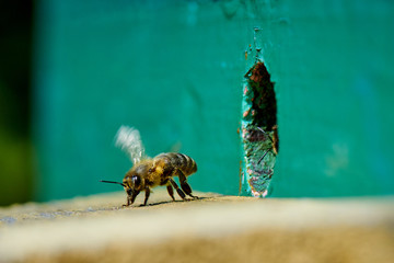 Honey bee in the entrance to a wooden beehive.