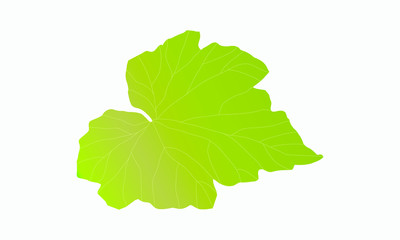 pumpkin leaf isolated on white, ￼vector design