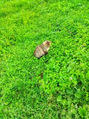 Photo of a cat sitting in a green meadow