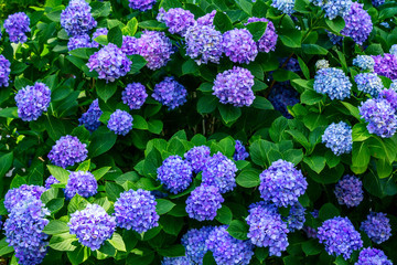 Beautiful blooming hydrangea bush with blue flowers and green leaves with rain drops, growing in a...