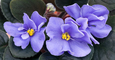 Beautiful violet flower