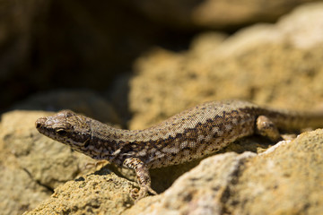 Naklejka na ściany i meble The sand lizard (Lacerta agilis) is a lacertid lizard. The habitat of the reptile is in a rocky area. An old lizard resting on a rock on a Sunny day. The wise reptile, enjoy the passing life.