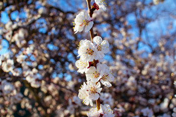 Fototapeta premium Beautiful blooming apricot tree branch with white flowers growing in a garden. Spring nature.