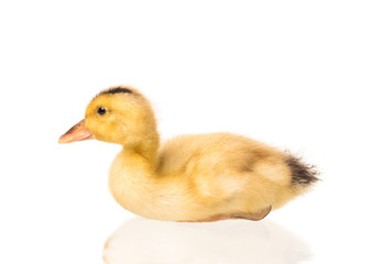 Cute little duckling