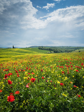 Poppies is a field in Tuscany, Italy © hipproductions