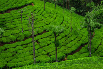 Tea gardens in the foothills of western ghat