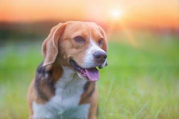 Portrait of a cute beagle dog sitting outdoor on the green grass field  on sunny day.