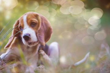 A cute beagle puppy lying on the grass outdoor in the park.