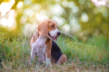 A cute beagle dog sits on the green grass outdoor in the park on the sunny day, light and bokeh background.
