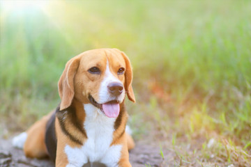 A cute beagle dog lying on the grass outdoor in the park.