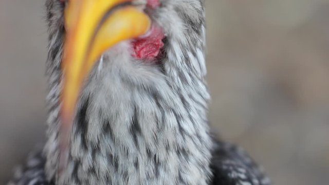 Yellow billed hornbill in Botswana searching for food