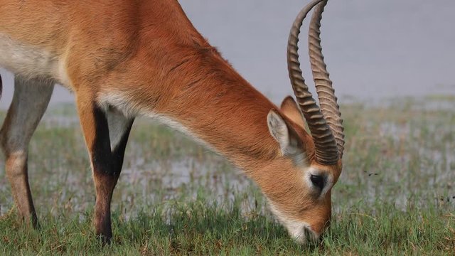 Male Lechwe feeding on lush green grass on flood plain in Moremi Game Reserve Botswana