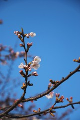 White sakura flower start to bloom in spring season