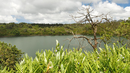 Africa flora and fauna