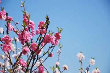 Blooming pink sakura in a garden