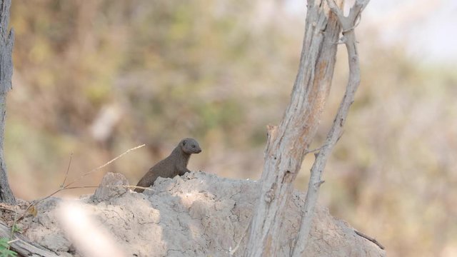 Dwarf Mongoose on look out in Botswana