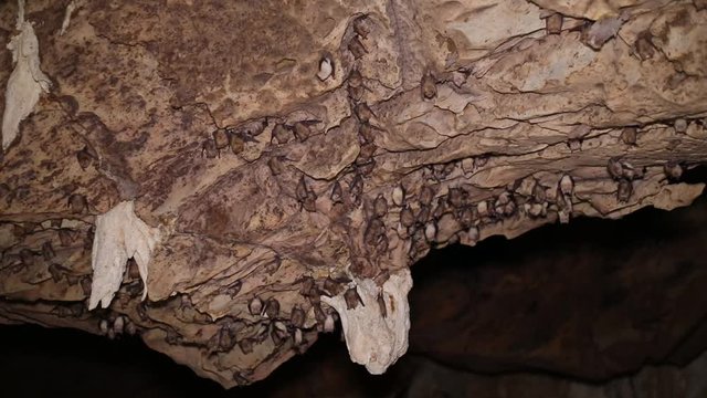 Thousands of bats hanging on walls in Gcwihaba caves in Botswana
