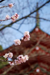 Springing sakura in the early of spring season in Japan