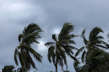 Fototapeta na wymiar Beginning of tornado or hurricane winding and blowing coconut palms tree with dark storm clouds. Rainy season in the tropical