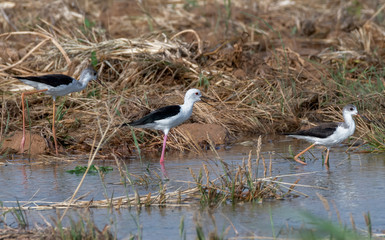 white ibis in the water