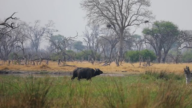 African Cape Buffalo walking through water of flood plain in Botswana