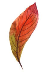 hanpainted watercolor illustration of an autumn leaf, isolated on white background