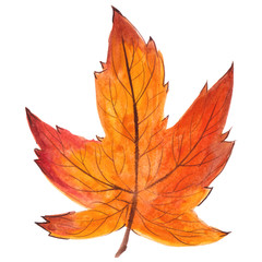 hanpainted watercolor illustration of an autumn leaf, isolated on white background