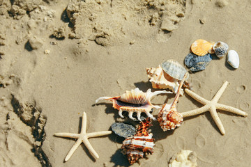 sea shells starfish at sand beach copy space © phpetrunina14