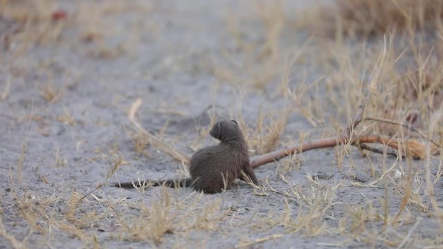 Dwarf Mongoose on look out in Botswana