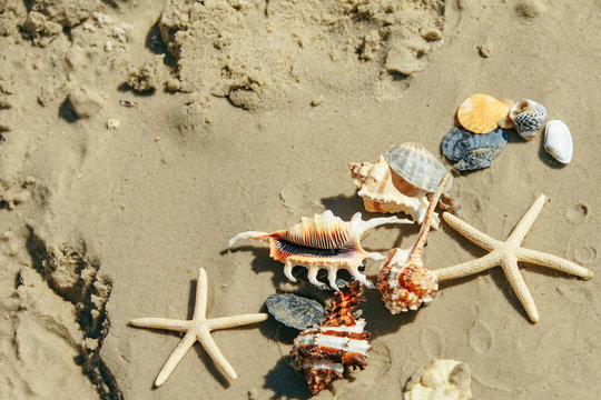sea shells starfish at sand beach copy space