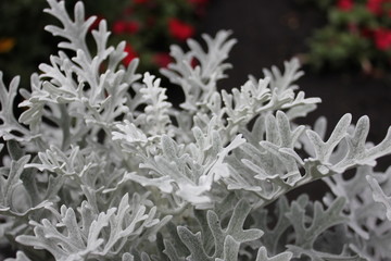 Silver cineraria original ornamental foliage plant