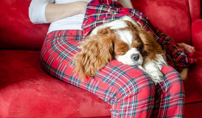Adorable dog – Cavalier King Charles Spaniel – sleeping on woman’s lap