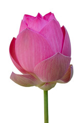 Pink Lotus flower blooming isolated on white background.