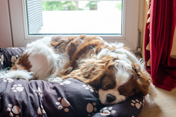 Adorable dog – Cavalier King Charles Spaniel – sleeping on a pillow