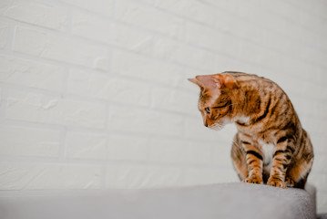 Beautiful cute bengal cat lying and sitting on the sofa. Horizontal copyspace taking care concept