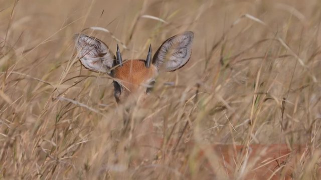 Steenbok hiding in high grass landscape of Botswana