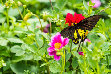 Butterfly insect alone on the flowers in the garden.Thailand.