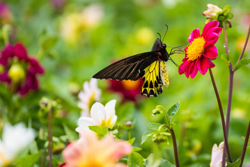 Butterfly insect alone on the flowers in the garden.Thailand.