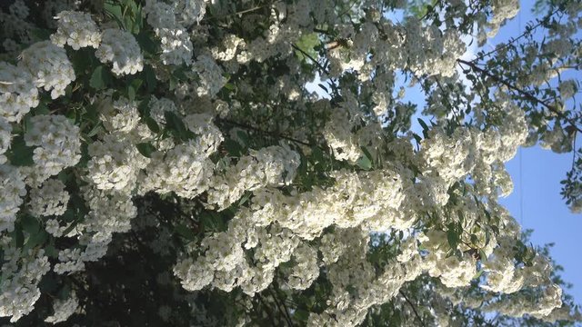 Meadow sweet Spiraea cantoniensis (Lanciata) is ornamental plant with branches-lashes and large white flowers in large inflorescences