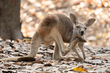 Kangaroo
