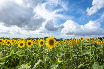 Obraz premium sunflower