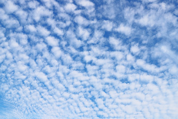 Obraz premium うろこ雲 いわし雲