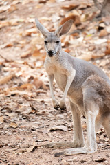 Kangaroo